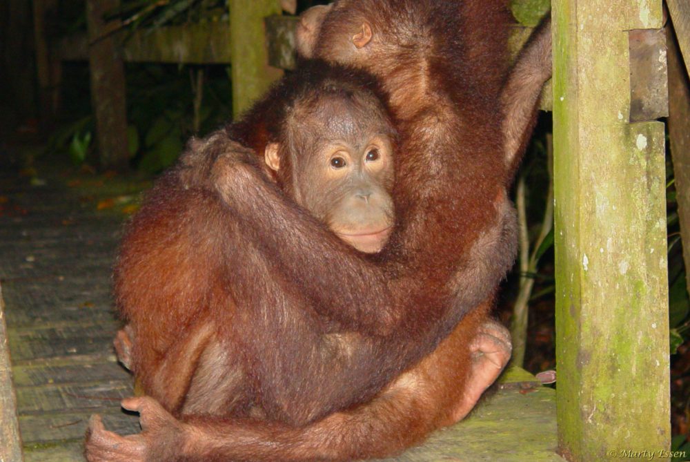 Bedtime for baby orangutans