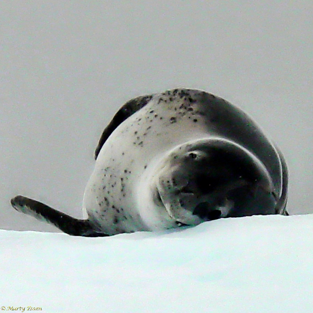 A leopard seal on a foggy day
