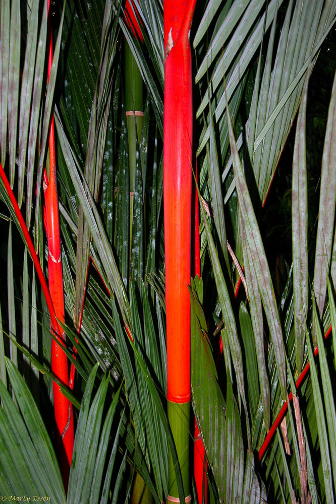 Colorful bamboo