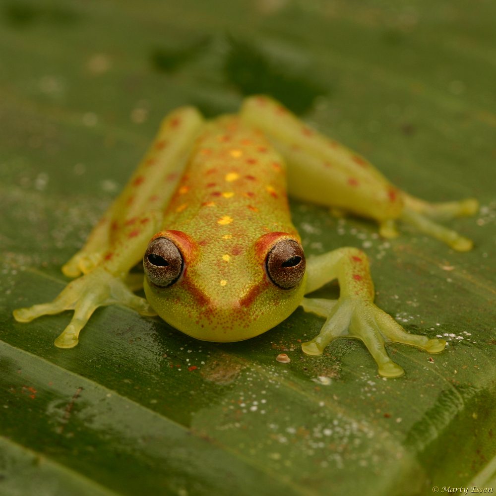 Polka-dot tree frog