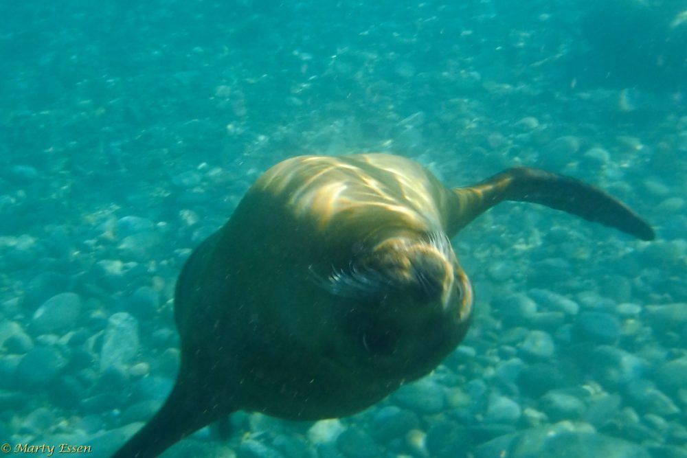 Sea lion swimming lesson
