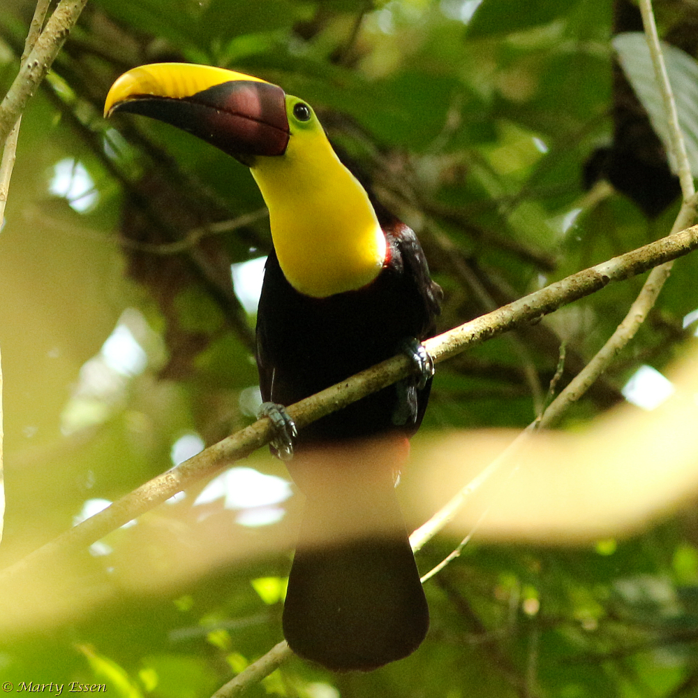 Finding the toucan