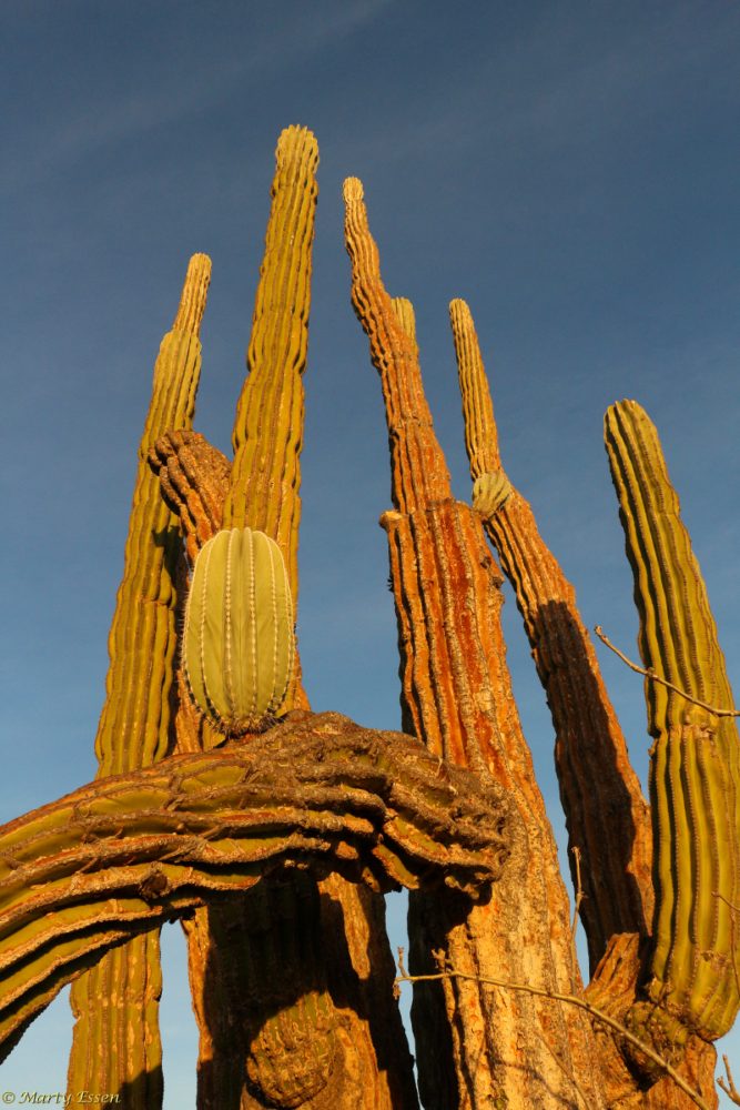 Cardón cactus