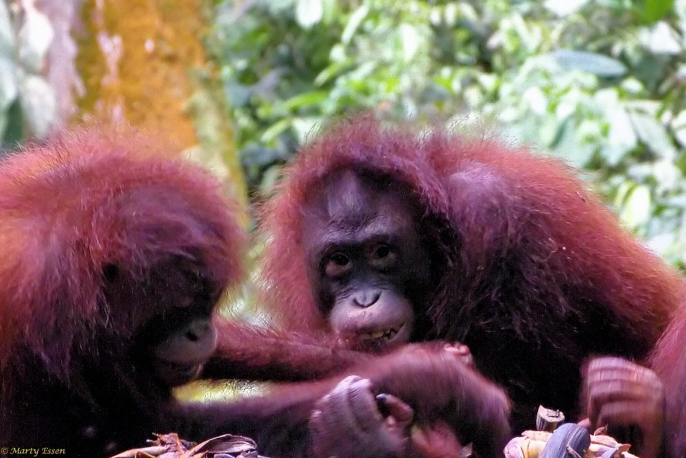 Orangutan happiness
