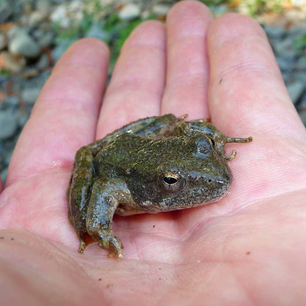 Redwood National Park frog