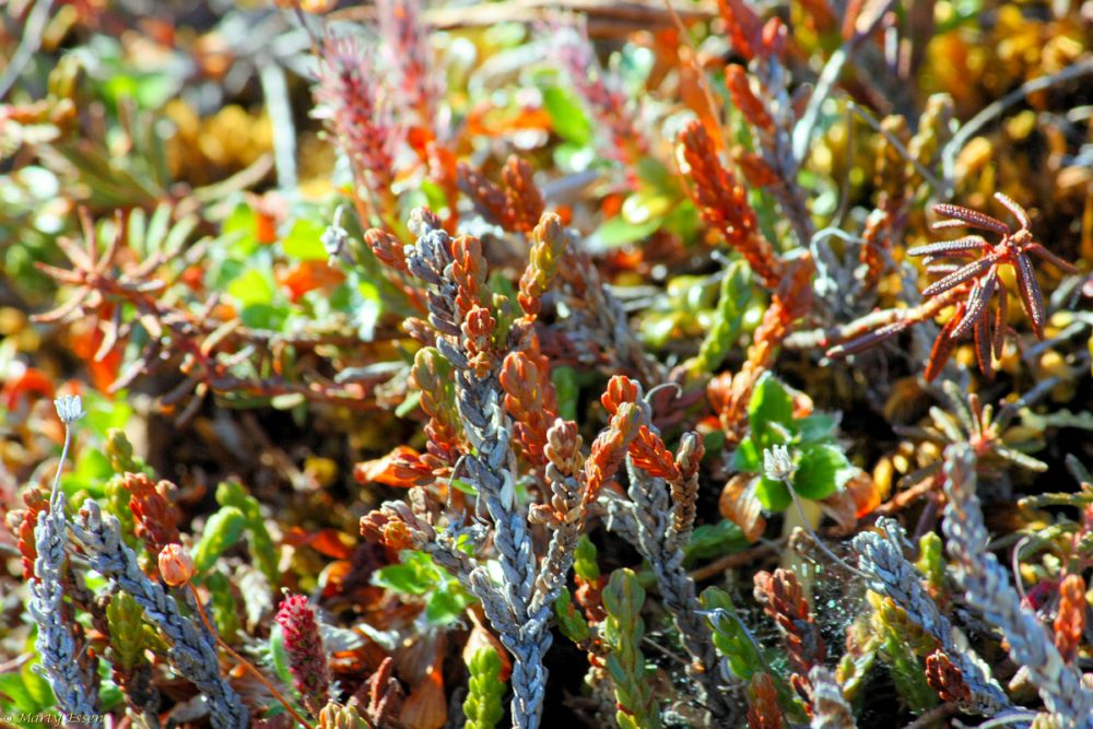Tundra plant life – extreme