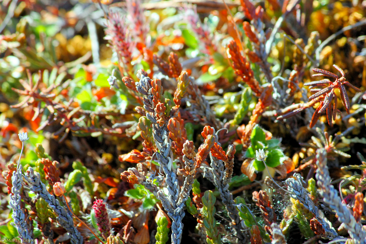 arctic tundra plant life