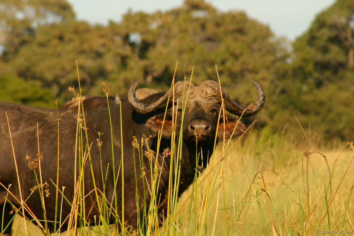 The most dangerous animal in Africa - Around the World with Marty Essen