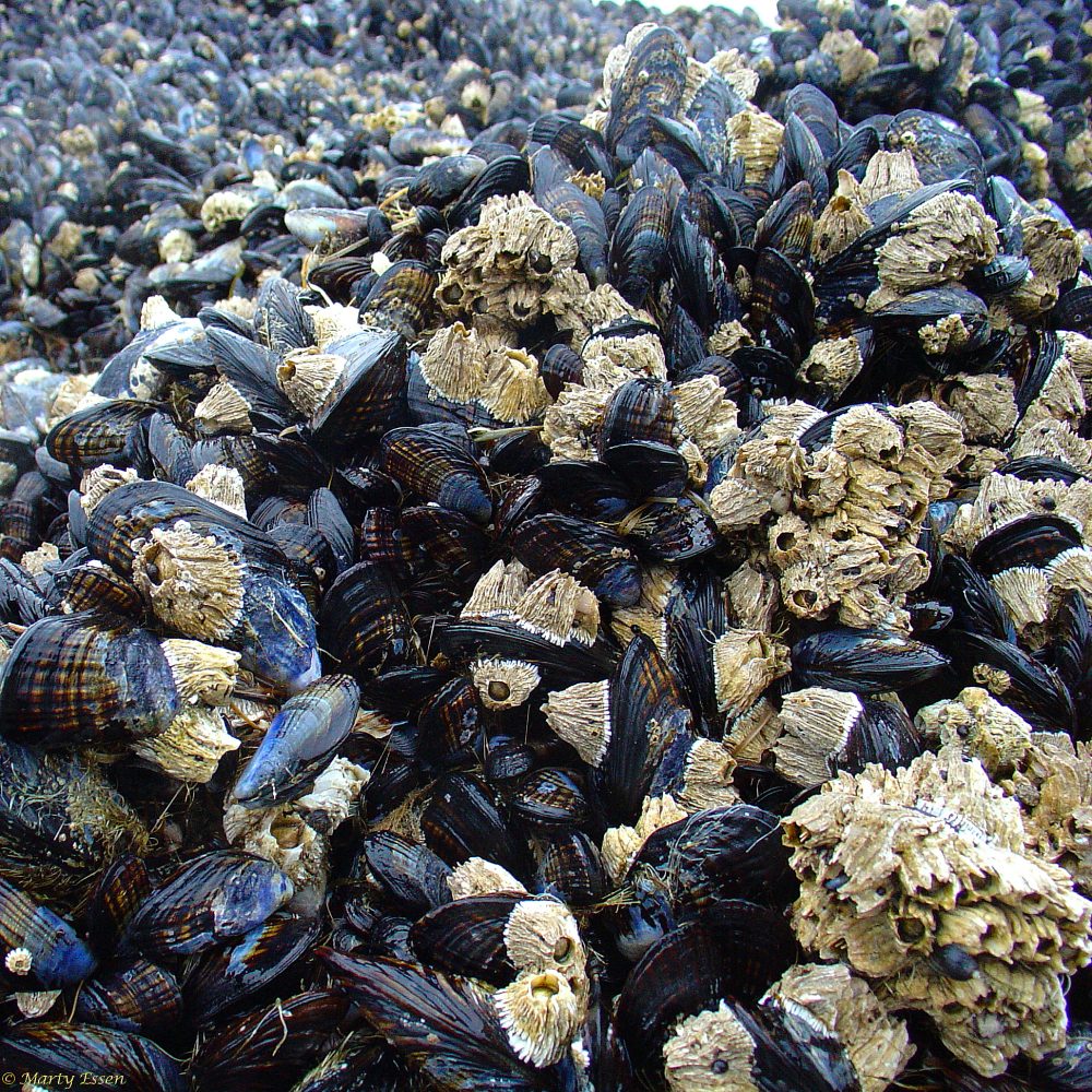Oregon clams