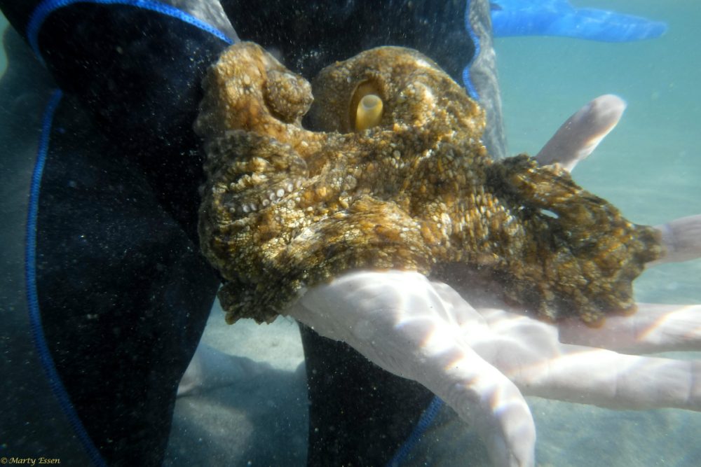 Holding an octopus