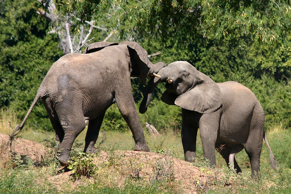 Zimbabwe elephants - Around the World with Marty Essen