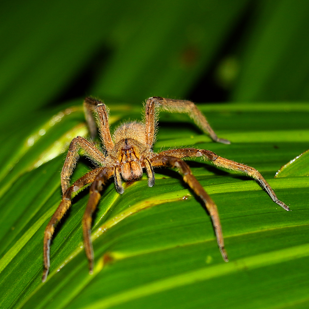 Wolf spider - Around the World with Marty Essen