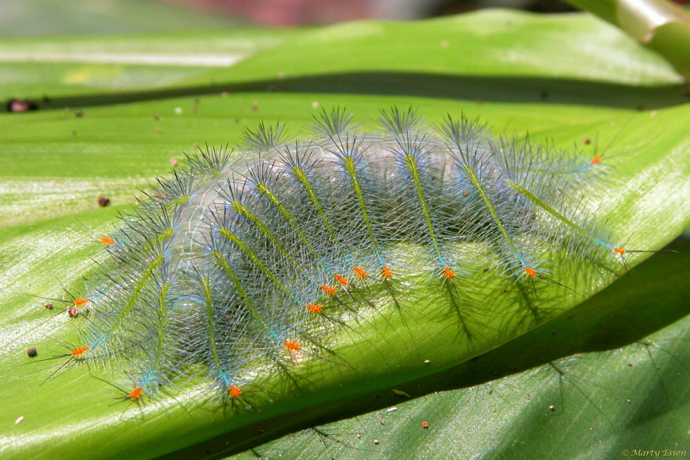 Borneo caterpillar