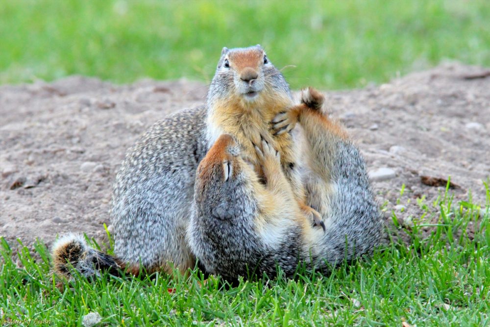 Ground squirrel fun