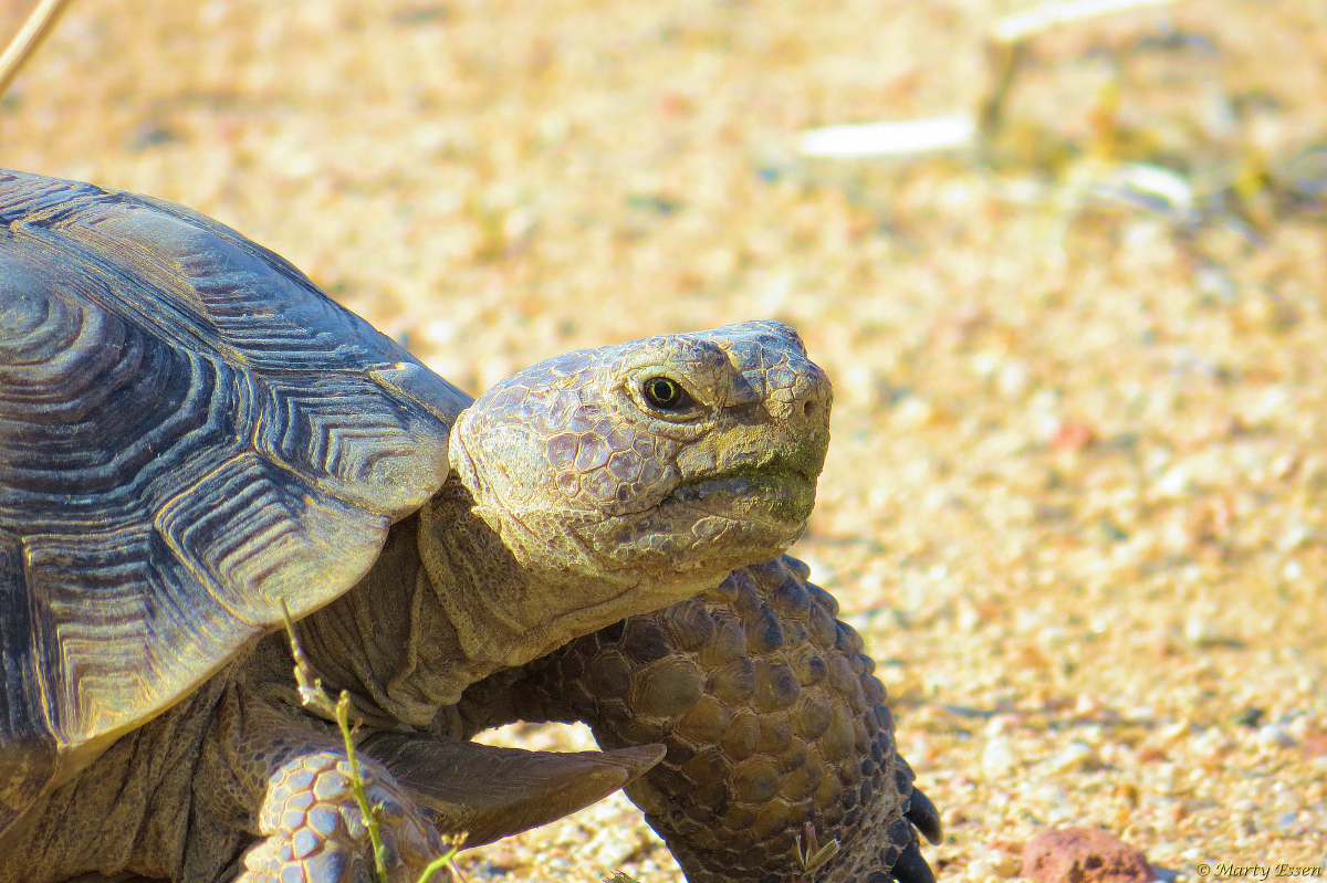 Desert tortoise - Around the World with Marty Essen