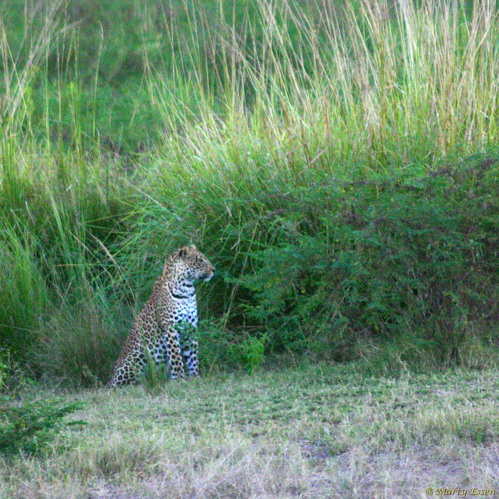 Leopard at dusk