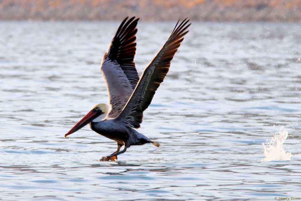 Pelican takeoff