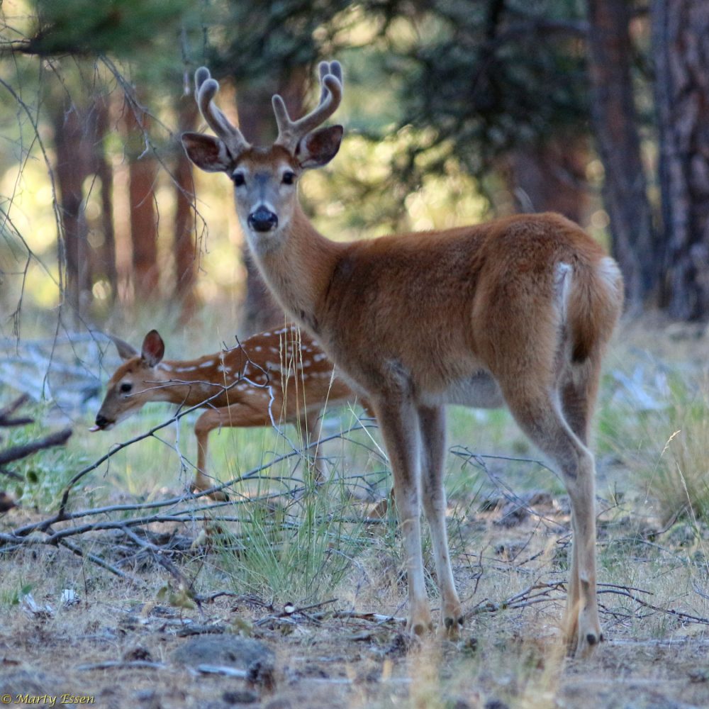 Buck fawns over the fawn