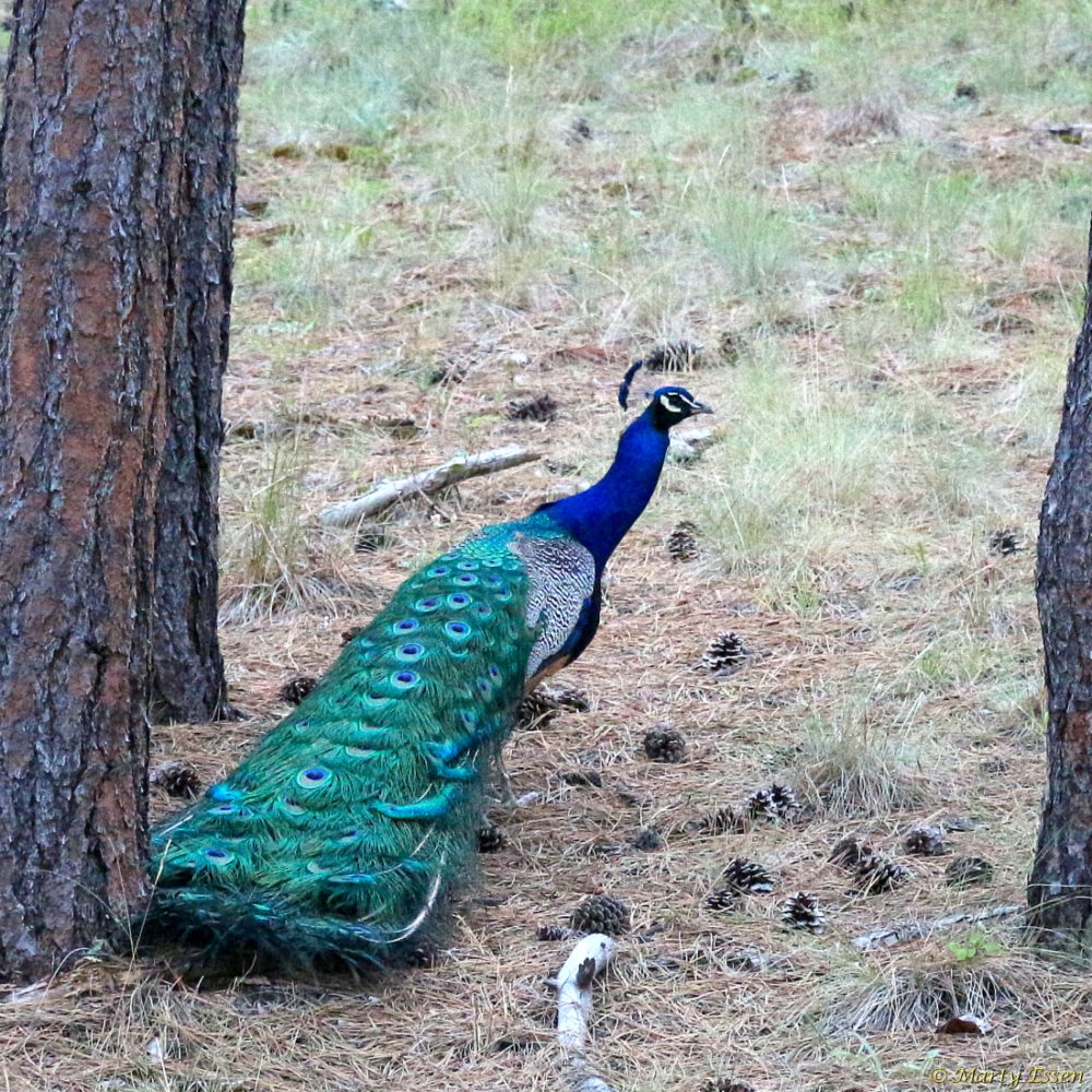 What I know about our peacocks