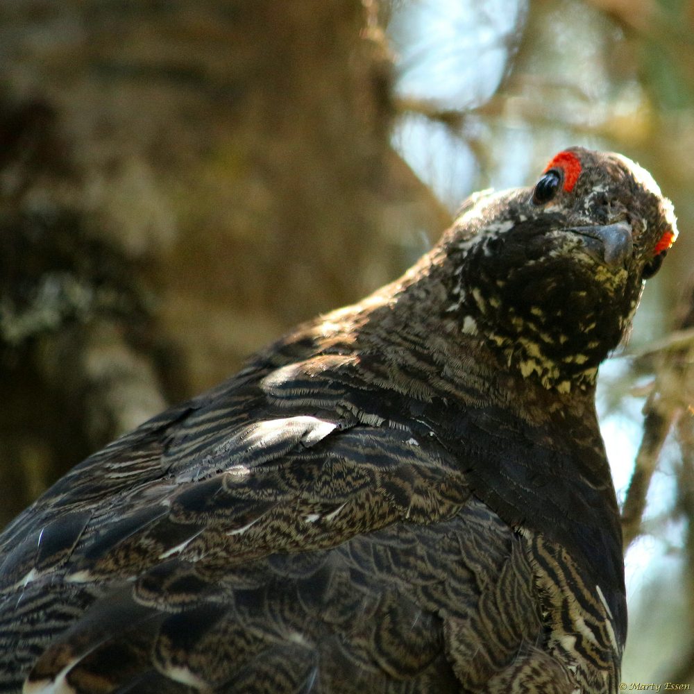 A spruce grouse is lookin’ at you