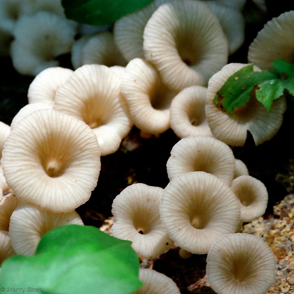 Rainforest fungi