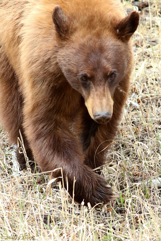 The “brown” black bear