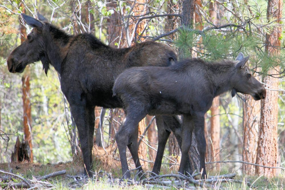 Mother and calf moose