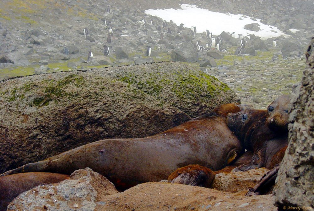 Penguins and elephant seals