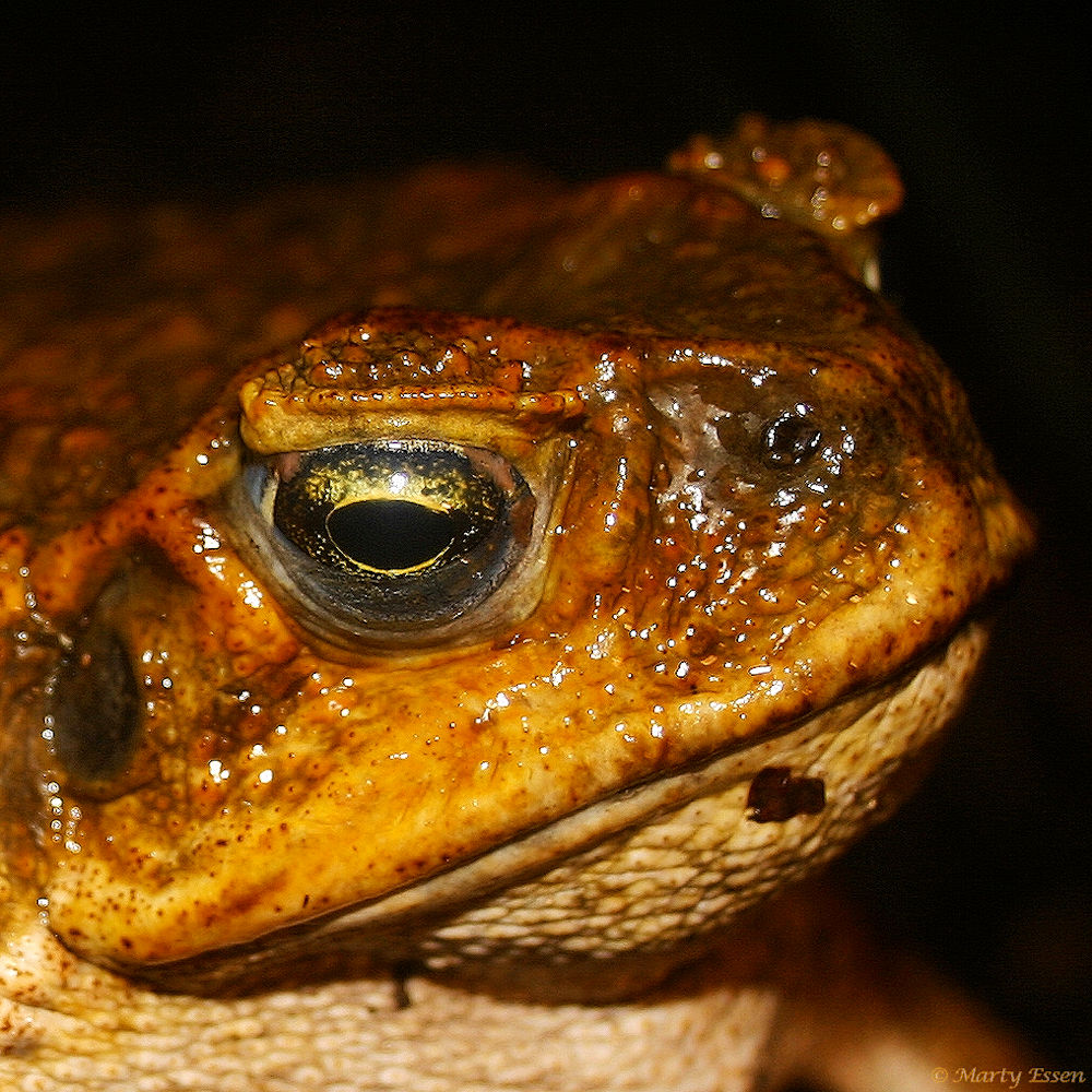 World's largest toad species - Around the World with Marty Essen