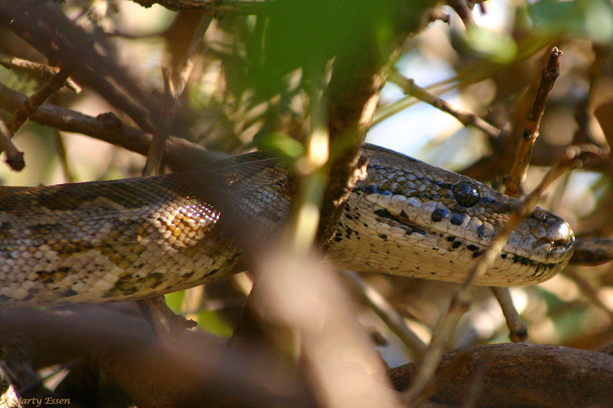 African Rock Python Around The World With Marty Essen   African Rock Python 