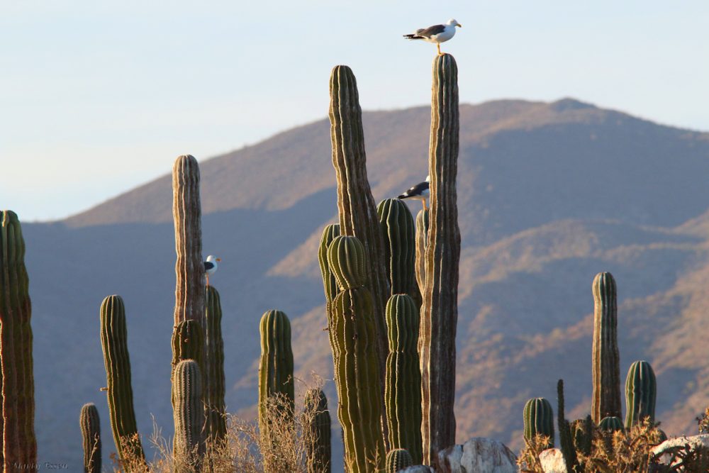 Cactus gulls