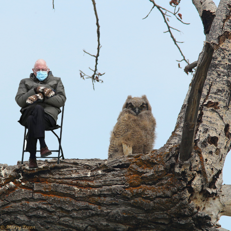 The old uncle owl-sitter
