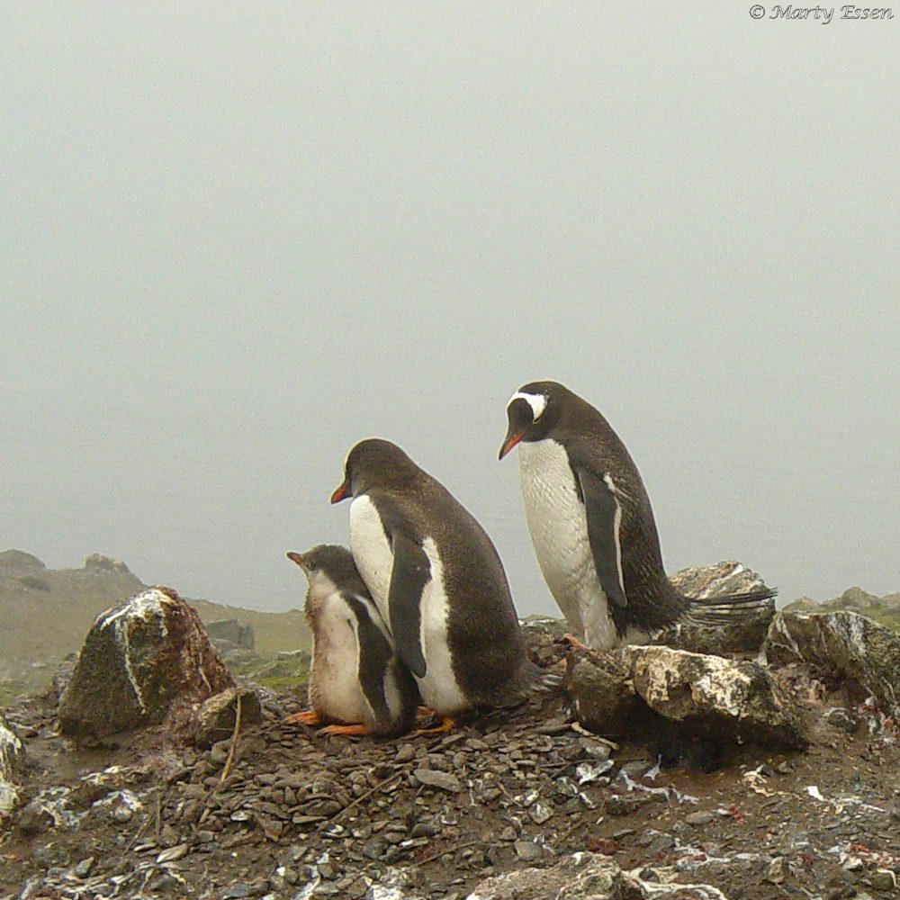 Gentoo penguin family