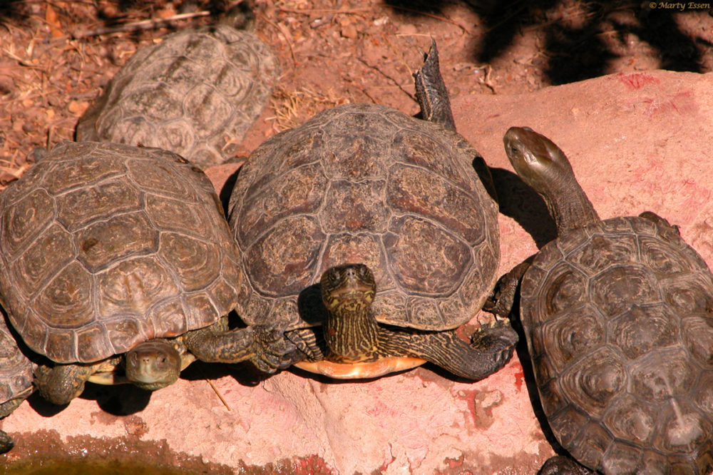 French turtles