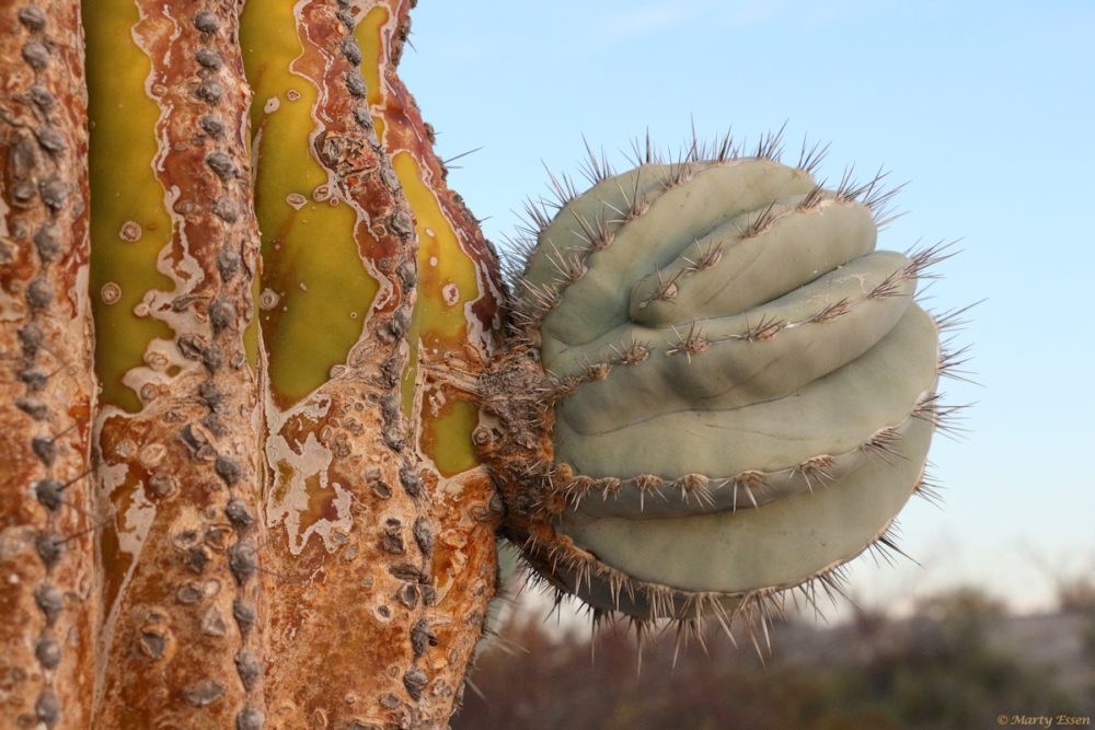 Pregnant cactus