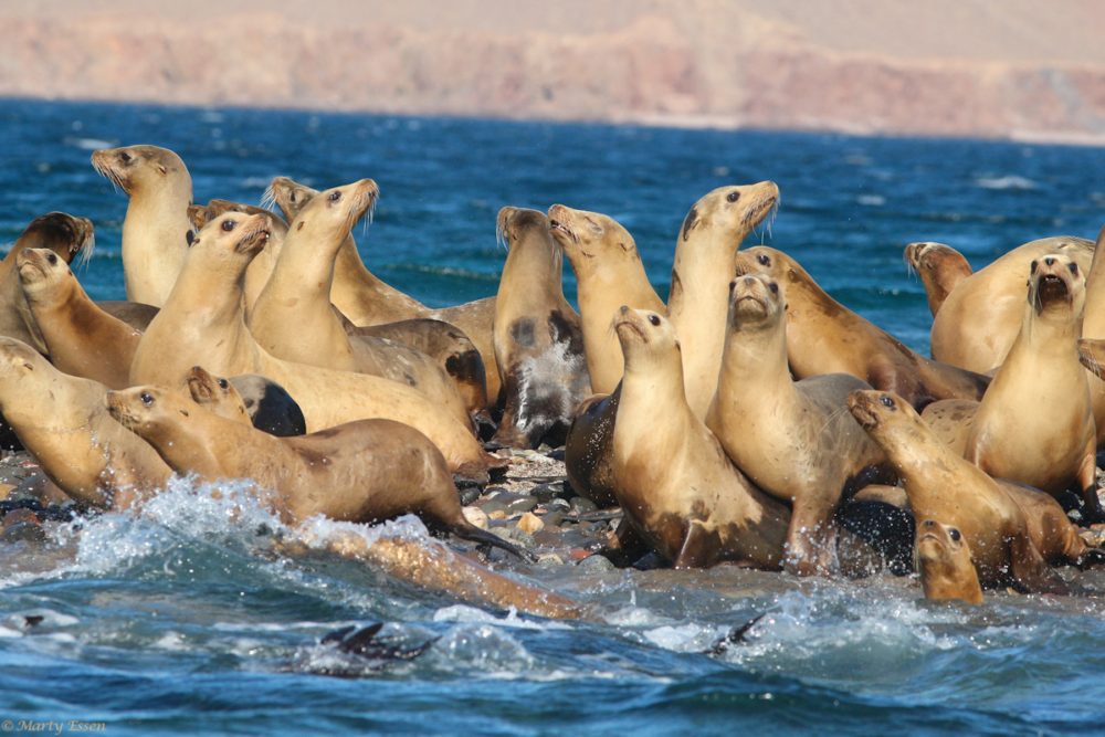 Sea lions don’t socially distance!
