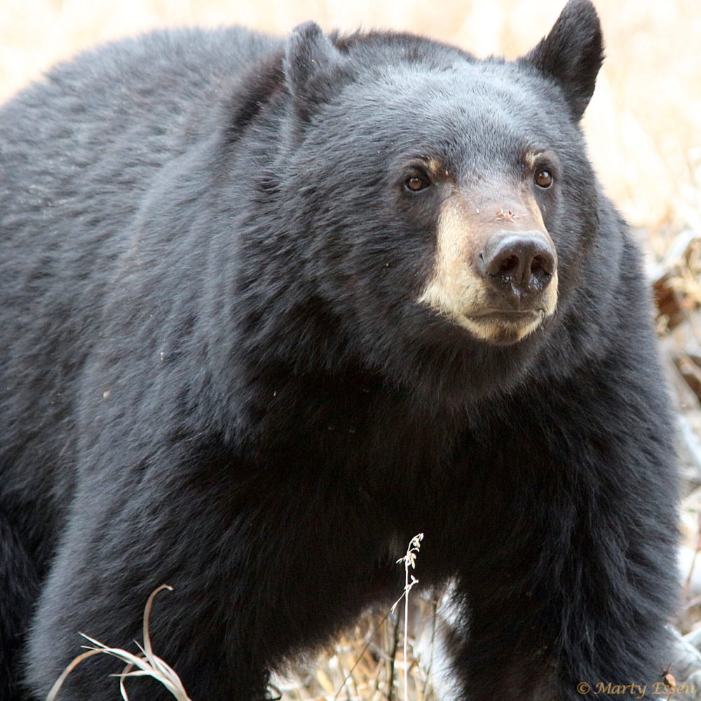 Black bear close-up