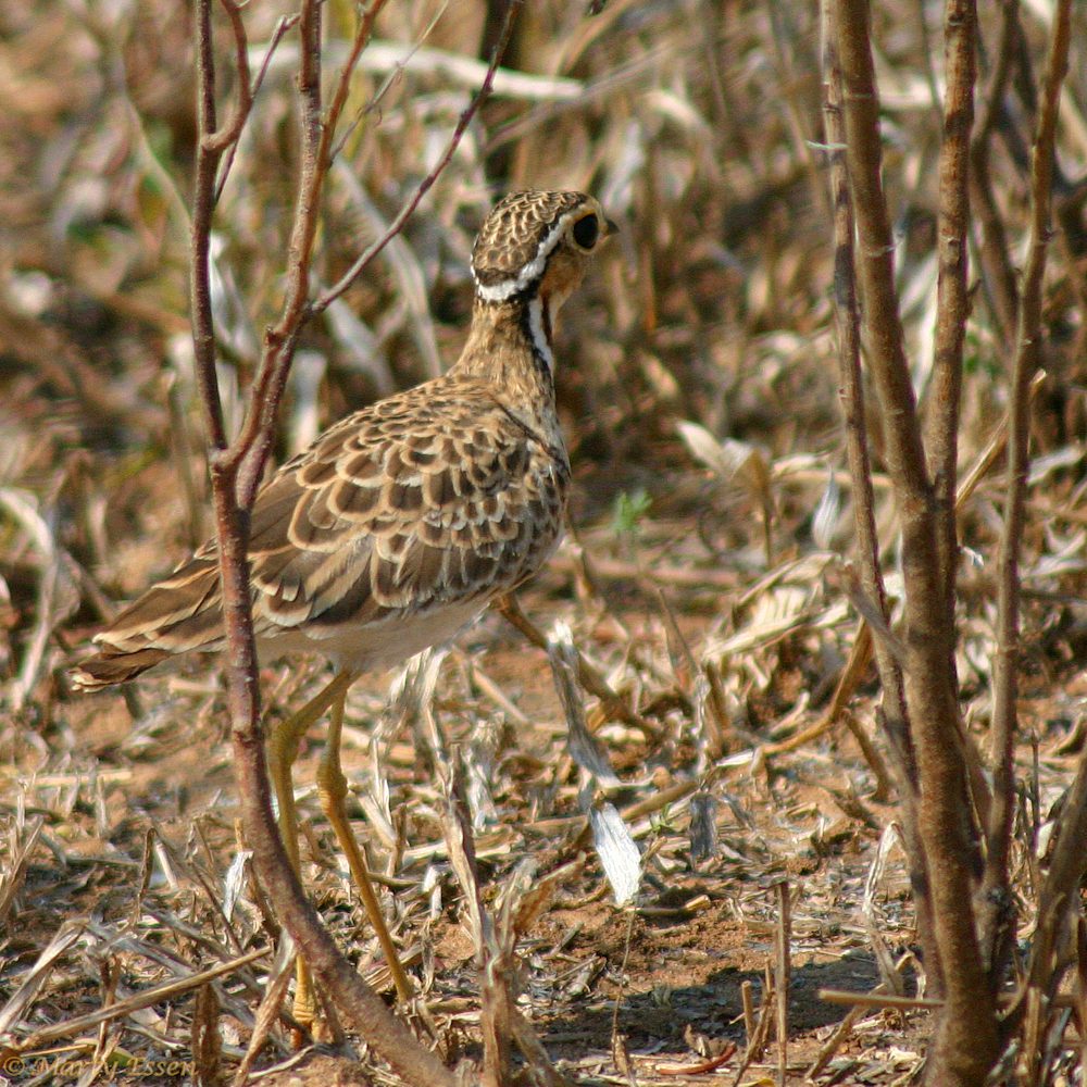 Beep! Beep! It’s a three banded courser.