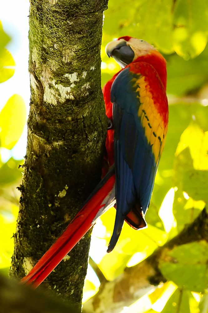 Skittish macaws