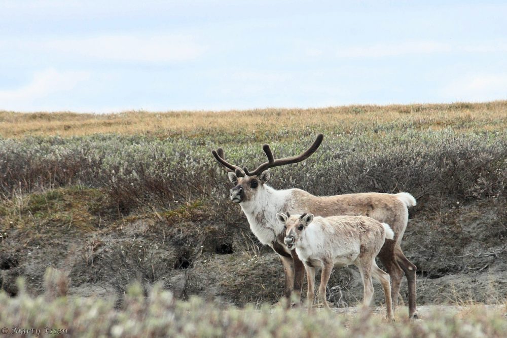 Caribou, not oil wells