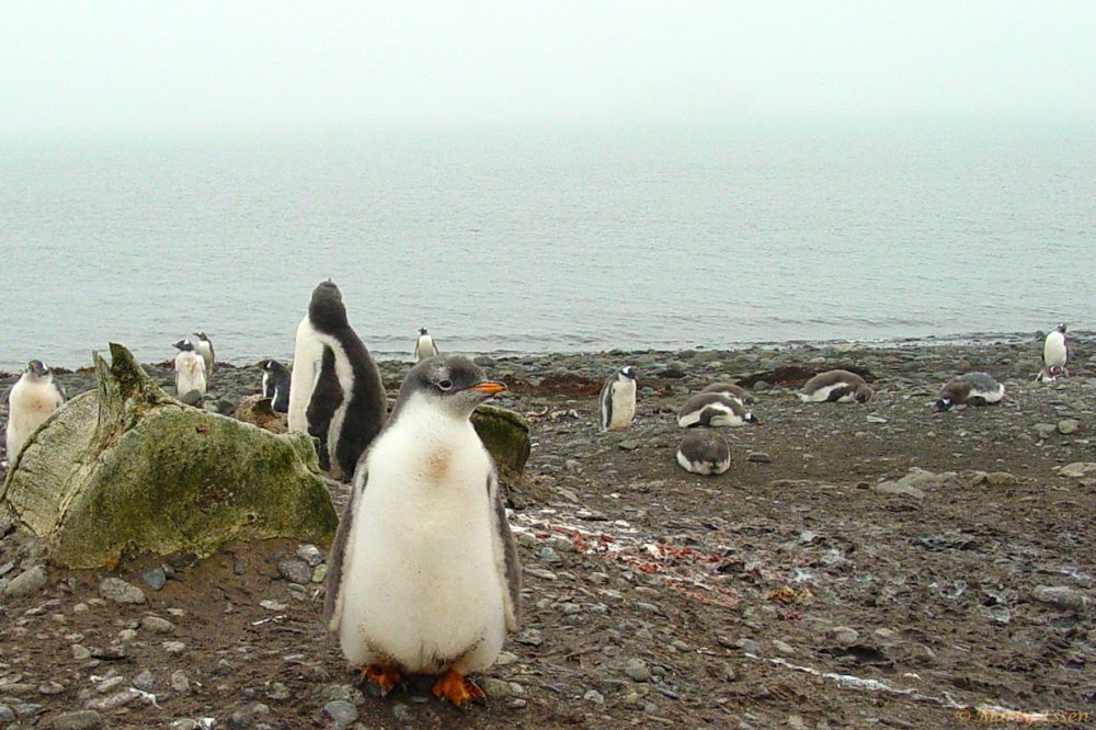 Penguins and fog