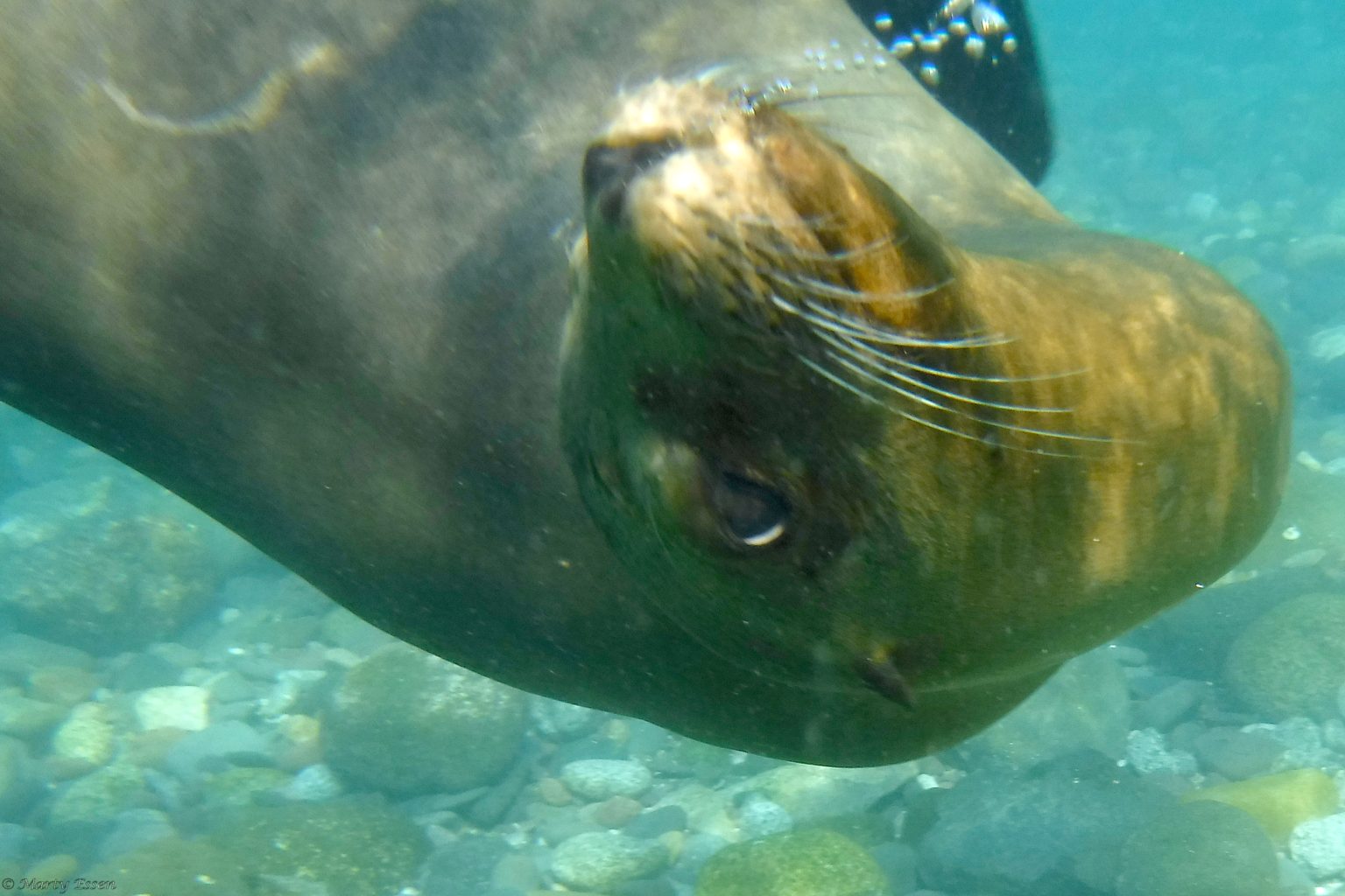 Swimming with sea lions - Around the World with Marty Essen