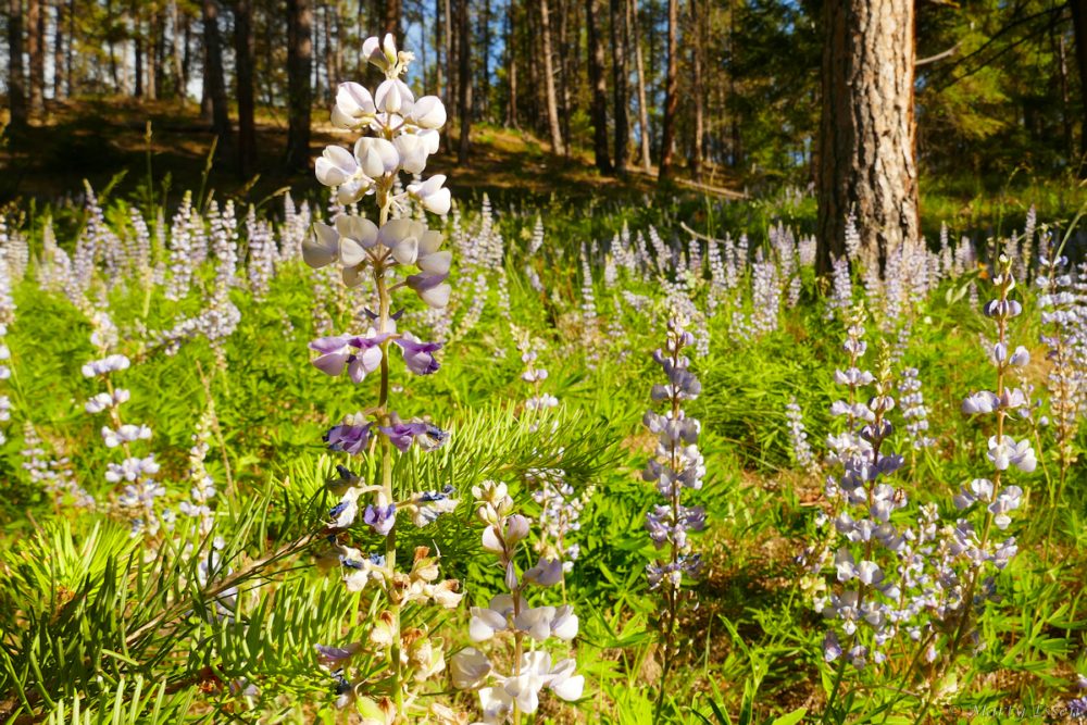 Blue lupines everywhere