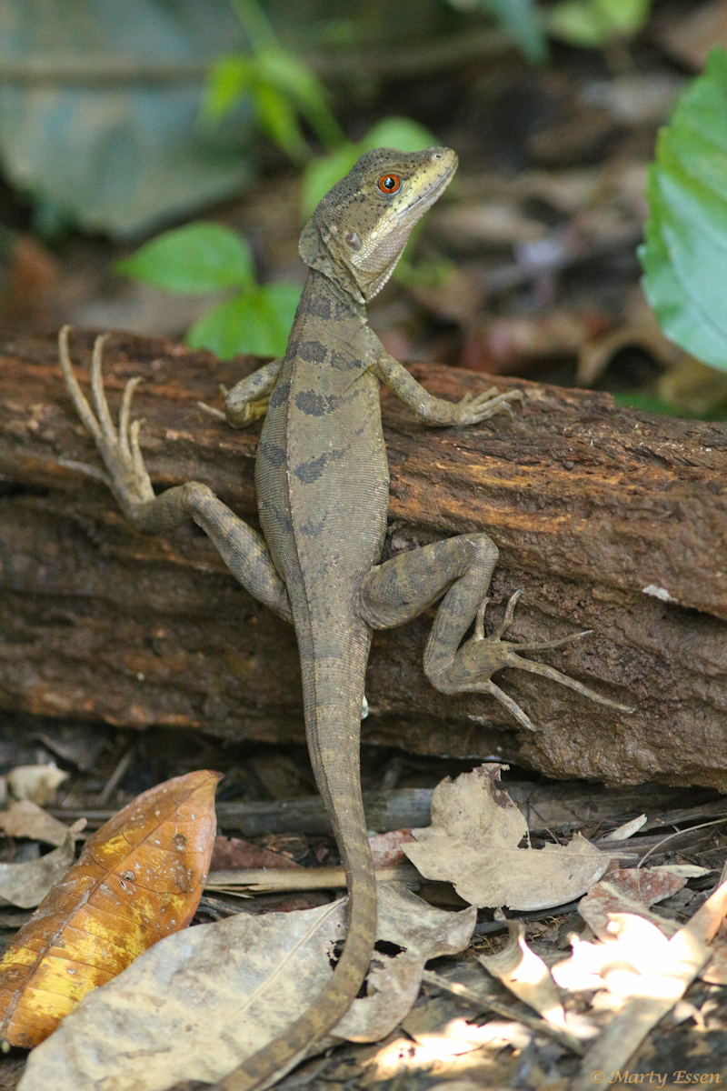 The Jesus Christ lizard - Around the World with Marty Essen