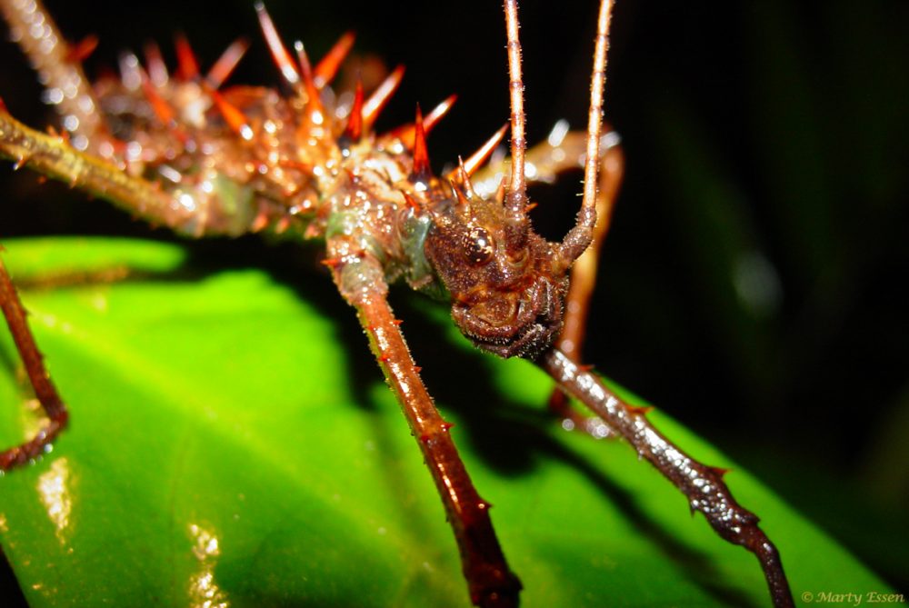 Borneo stick insect