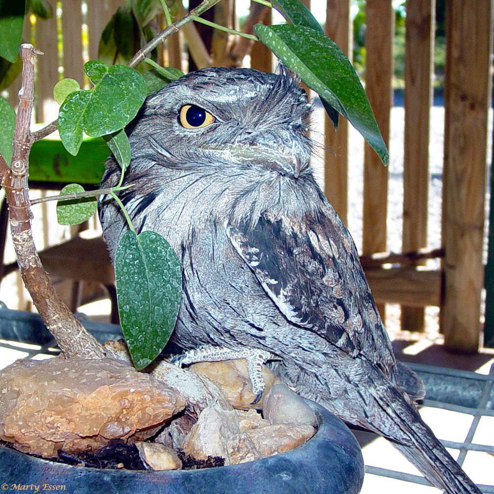 Frog the frogmouth bird