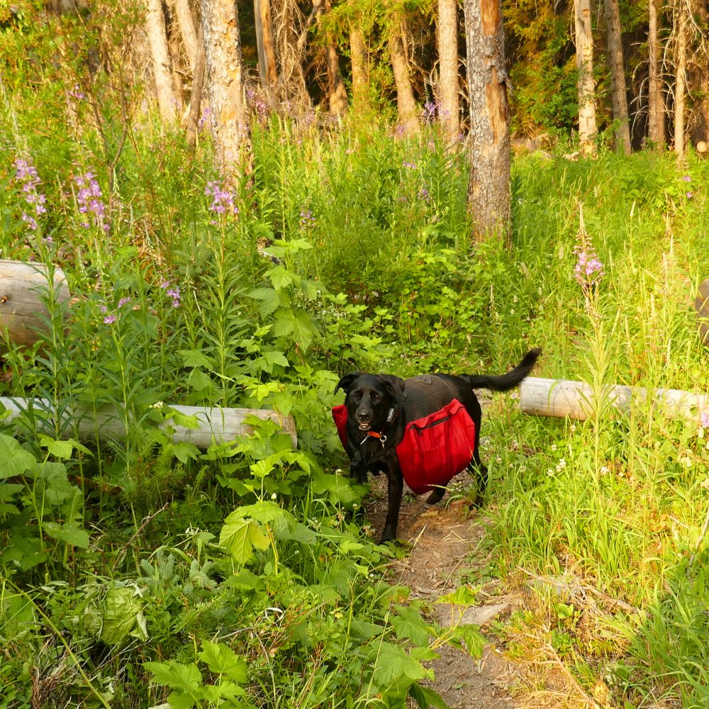 Nellie’s first backpacking trip