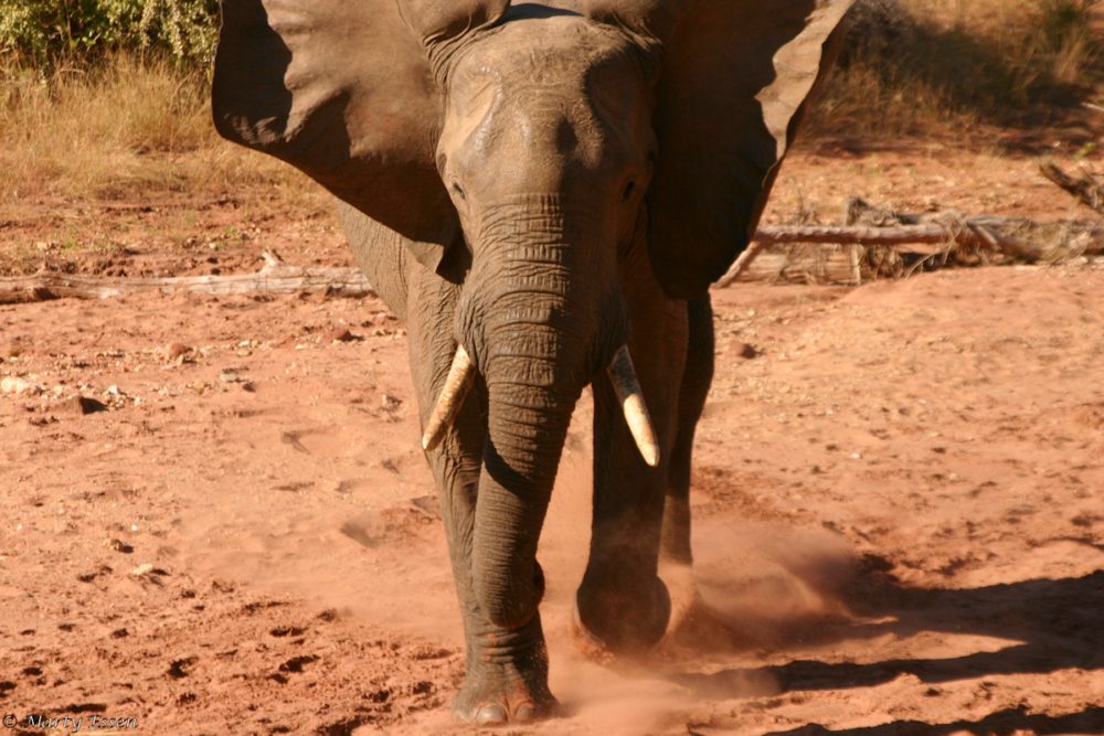 Elephant charge!