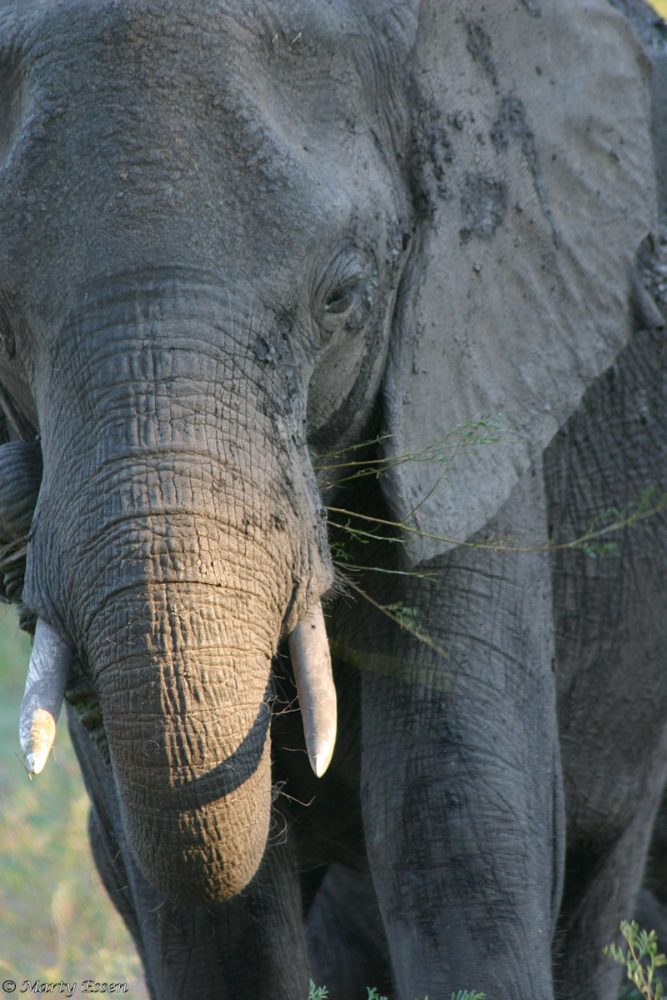 Elephant up-close