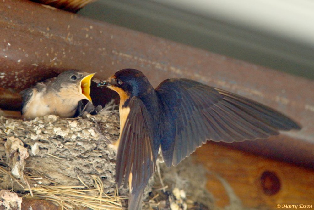 Swallows on the American Prairie Reserve
